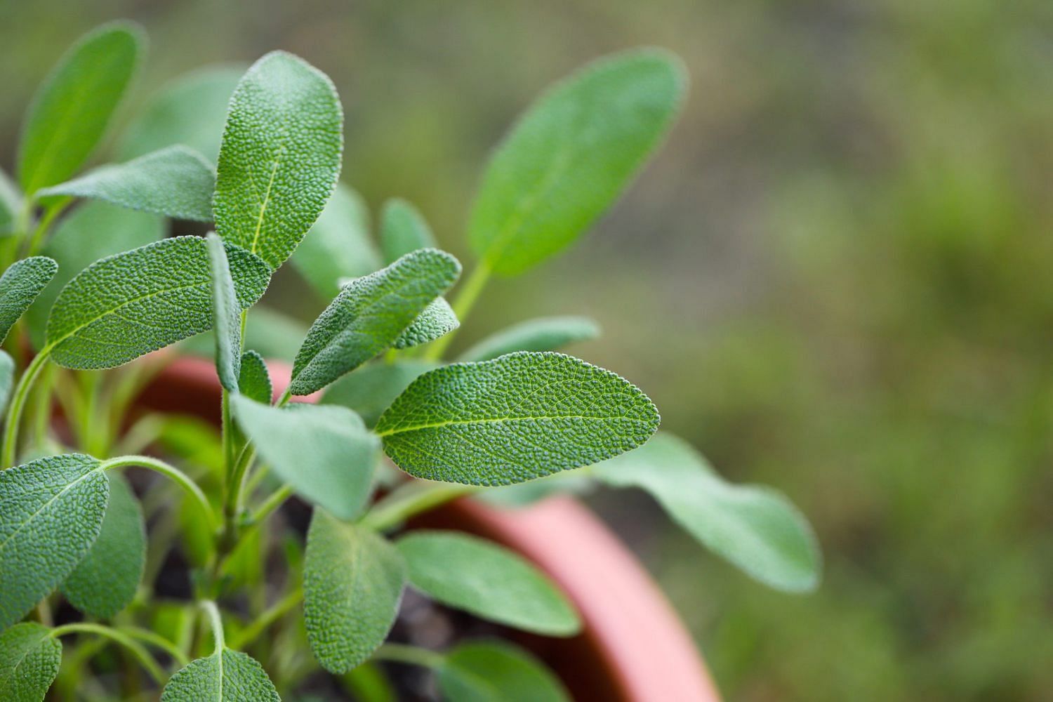 Medicinal benefits of sage (Image via Spruce)